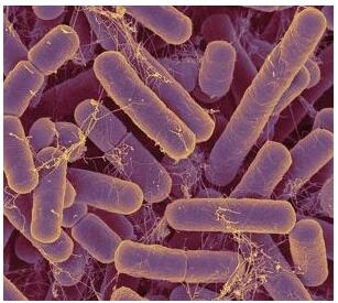 環(huán)境微生物之生長(zhǎng)和繁殖