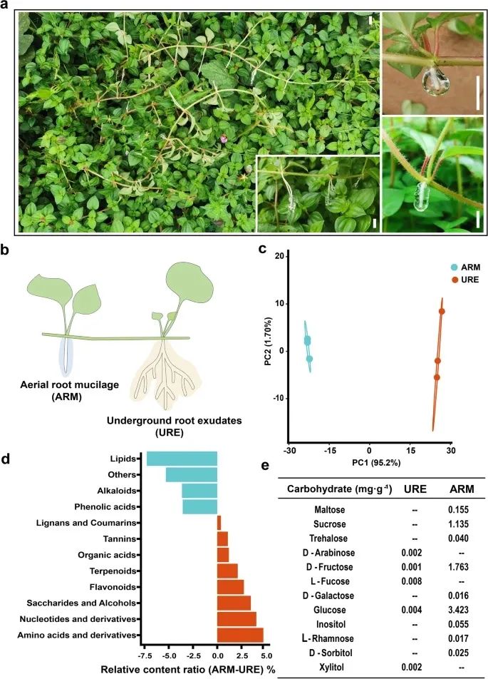 蔓性野牡丹氣生根黏液微生物幫助植物固氮