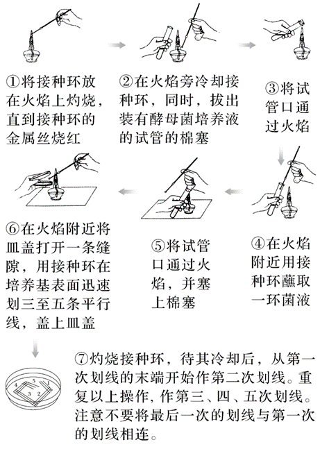 微生物培養(yǎng)基的制備、分類及用途