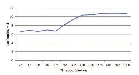牛病毒性腹瀉病毒BVDV在MDBK細胞上一步生長曲線