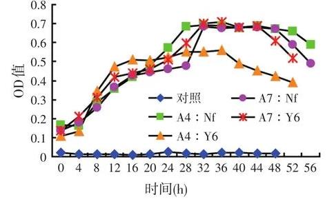 高效乳酸菌和纖維素分解菌混合培養(yǎng)是否會相互抑制生長？