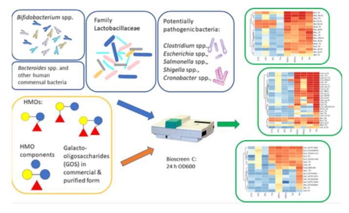 三種HMO對益生菌和病原菌生長的影響