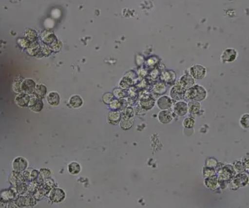 ?懸浮培養(yǎng)細胞生長曲線的繪制