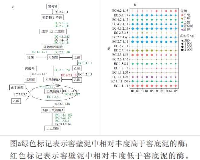 濃香型白酒窖底泥和窖壁泥細菌群落結構差異性分析