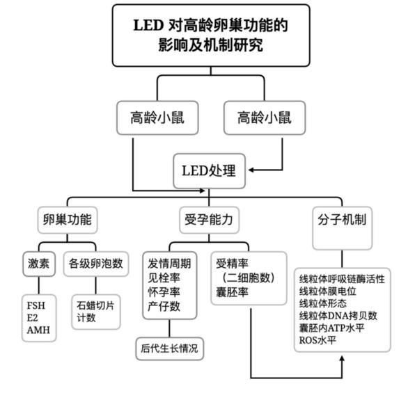 高齡婦女的生育能力下降，LED光照或能改善卵巢功能
