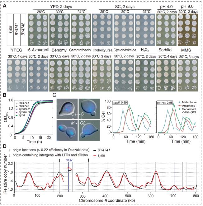 微生物生長監(jiān)測系統(tǒng)應(yīng)用：釀酒酵母II號(hào)染色體合成及生長曲線圖分析