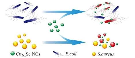 硒化銅納米晶體的制備與殺菌性能試驗