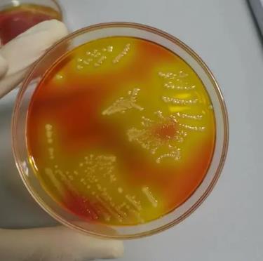 沙門氏菌生長曲線的測定、來源及分離純化