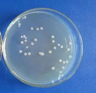 枯草芽孢桿菌生長(zhǎng)曲線的測(cè)定、來源OMVs的分離純