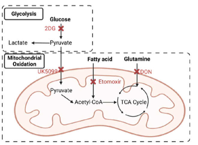 腸道微生物代謝物丁酸鹽可維持腸道內(nèi)穩(wěn)態(tài)和調(diào)節(jié)腸道炎癥