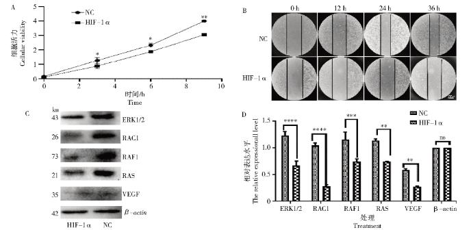 HIF-1α納米抗體對(duì)黑素瘤細(xì)胞增殖與生長(zhǎng)（摘要、試驗(yàn)方法）
