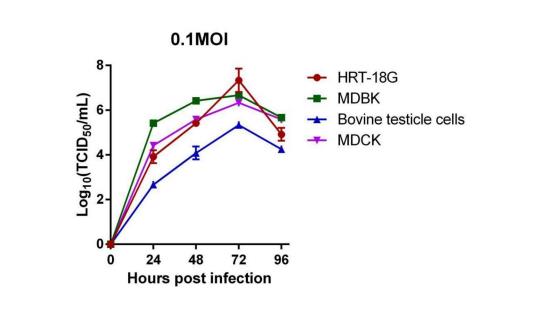 我國國內(nèi)流行的D型流感病毒株HY11生物學(xué)特性鑒定