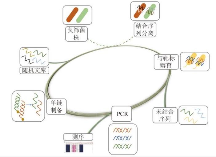 銅綠假單胞菌適配體的篩選和裁剪【研究進(jìn)展】