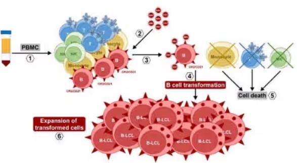 雙峰駝永生化成纖維細(xì)胞系的建立方法