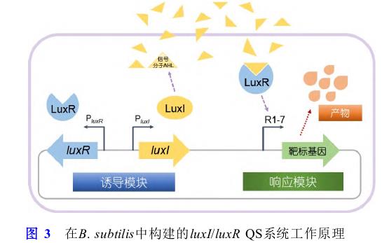 微生物合成食品功能因子方法、研究策略和進(jìn)展（三）