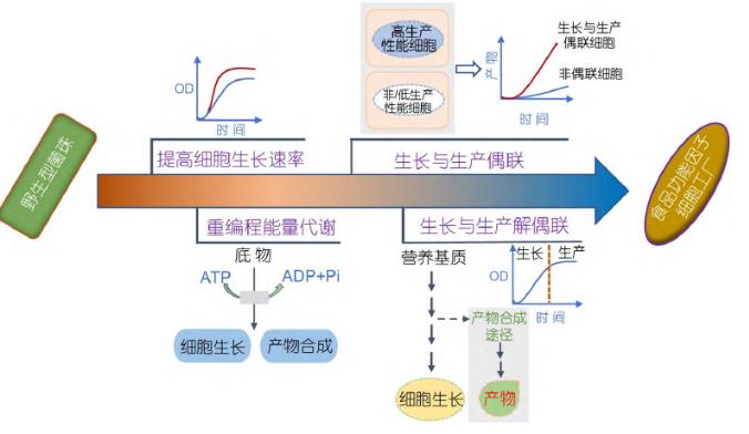 微生物合成食品功能因子方法、研究策略和進(jìn)展（一）
