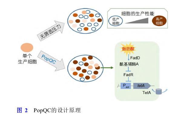 微生物合成食品功能因子方法、研究策略和進(jìn)展（二）