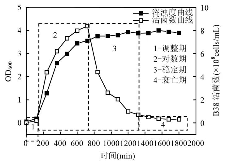 單一外源微生物的生長繁殖情況研究——誘變菌B38的生長曲線繪制