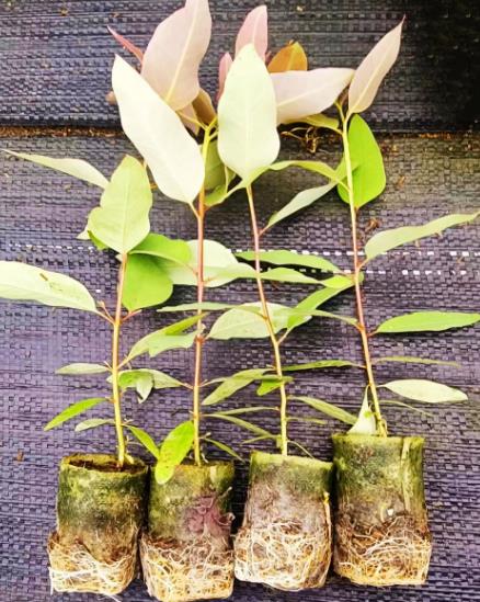 桉樹接種促生菌分類、對林木生長影響