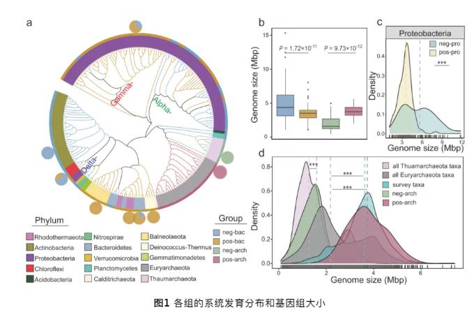 鹽堿地中微生物（細(xì)菌和古細(xì)菌）對鹽度的響應(yīng)模式與進(jìn)化策略