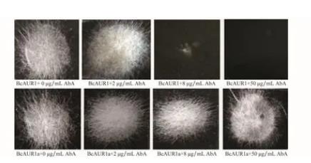 短梗霉素A對植物病原真菌灰葡萄孢菌AUR 1基因的抑制生長機理（二）