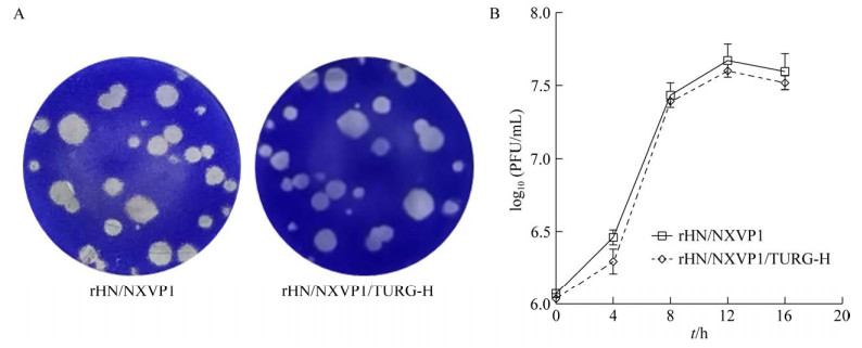 重組?口蹄疫病毒鑒定、生長特性測定及滅活疫苗制備（二）