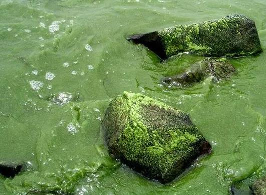 湖泊中細菌的多樣性、與湖泊藻類爆發(fā)的關系及在湖泊污染治理中的應用