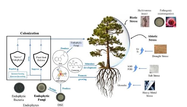 內(nèi)生真菌對木本植物生長發(fā)育分子機制及響應過程