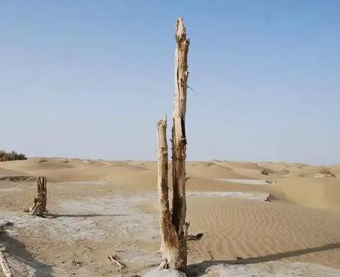 塔克拉瑪干沙漠微生物群落結(jié)構(gòu)和微生物多樣性