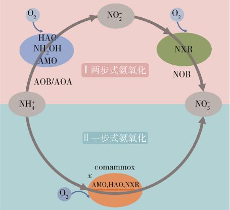 Comammox全程氨氧化微生物的發(fā)現(xiàn)和確認（一）