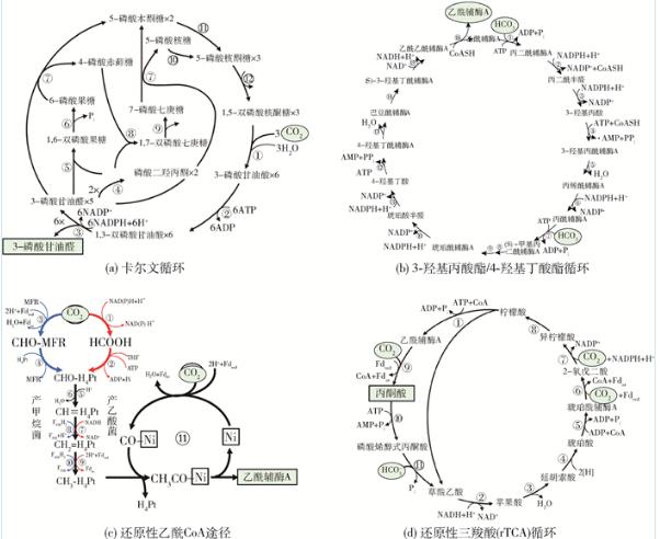 Comammox全程氨氧化菌的生理、代謝特性、在自然環(huán)境中分布與影響（二）