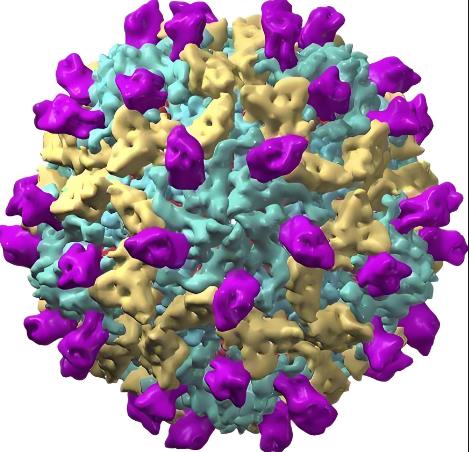 柯薩奇病毒B組4型疫苗候選株篩選與研發(fā)