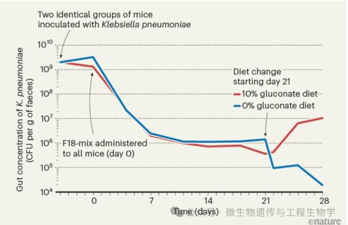 重新建立腸道菌群的定殖抗性，抵御有害細(xì)菌