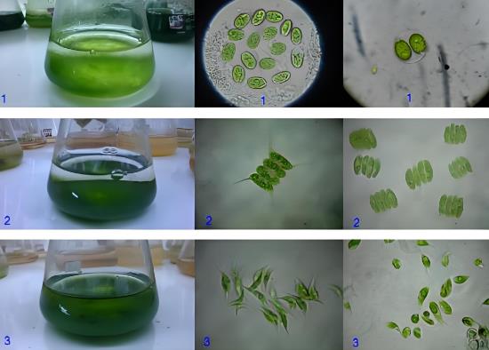 不同濃度條件下微藻計(jì)數(shù)方法：流式細(xì)胞儀VS血球計(jì)數(shù)板計(jì)數(shù)