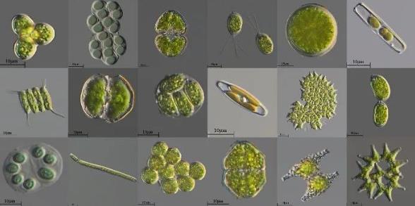 微藻篩選純化方法優(yōu)缺點(diǎn)對(duì)比、分類和鑒定（二）