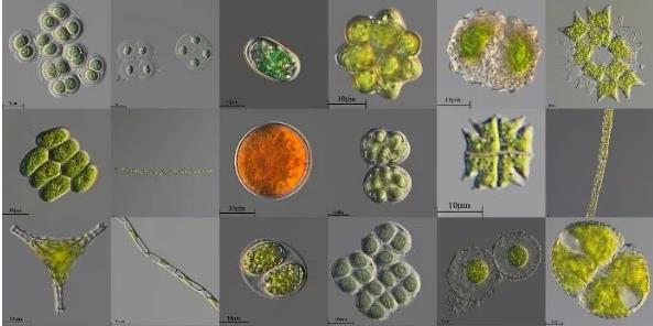 微藻篩選純化方法優(yōu)缺點(diǎn)對(duì)比、分類和鑒定（一）