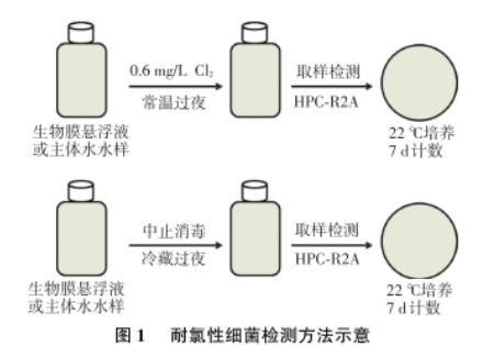 東北某市寒區(qū)湖庫型主體水和生物膜中耐氯菌數(shù)目、再生長(zhǎng)現(xiàn)象研究（一）