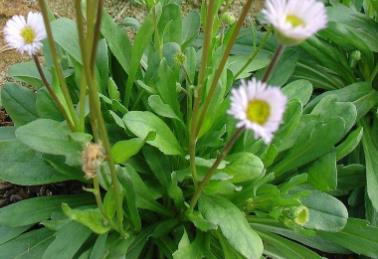 UV－B輻射增強(qiáng)會(huì)對(duì)燈盞花葉斑病致病菌（鏈格孢菌）生長(zhǎng)造成什么影響