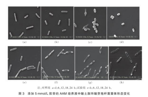 肌苷對酸土脂環(huán)酸芽孢桿菌的生長抑制效果、對橙汁品質(zhì)影響——討論與結(jié)論