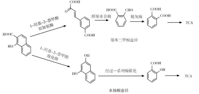 綜述微生物修復(fù)菲污染中降解菌的菌屬、降解機理、分子機制、影響因素（二）