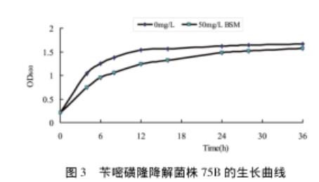 芐嘧磺隆降解菌株75B的生長曲線、生長及降解（一）