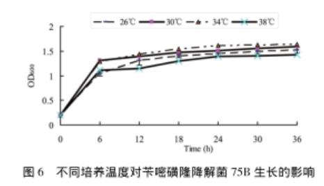 芐嘧磺隆降解菌株75B的生長曲線、生長及降解（二）