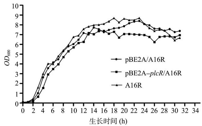 PlcR在炭疽芽胞桿菌A16R中對其生長狀態(tài)、溶血酶活性及神經(jīng)磷脂酶活性影響（二）