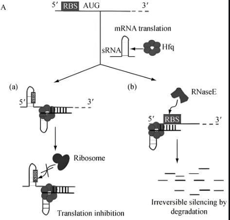 sRNA對胞內(nèi)菌毒力、鐵水平的調(diào)控作用（二）