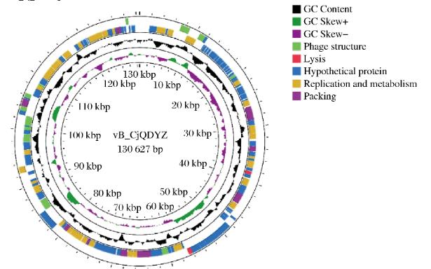空腸彎曲菌噬菌體生物學(xué)特性測定及生長曲線繪制（三）