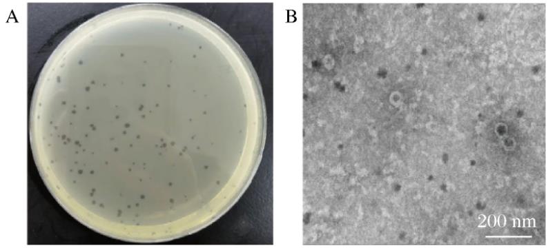 空腸彎曲菌噬菌體生物學(xué)特性測定及生長曲線繪制（一）