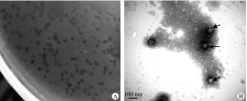維氏氣單胞菌分離與純化、一步生長曲線、熱穩(wěn)定性及pH穩(wěn)定性研究（一）