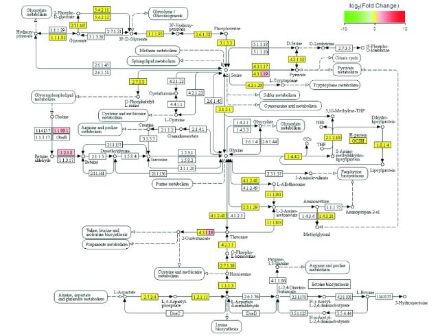 模擬失重條件下大腸埃希菌轉錄組測序、差異基因及富集分析結果（二）