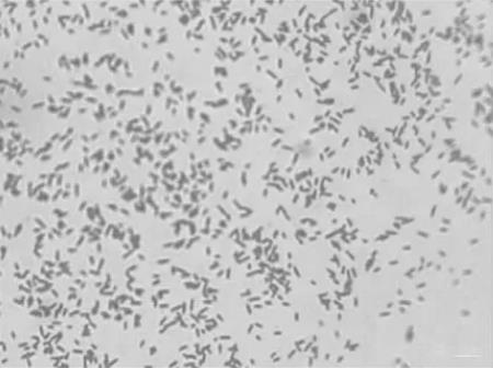 兔支氣管敗血波氏桿菌藥物敏感性試驗及動物致病性試驗
