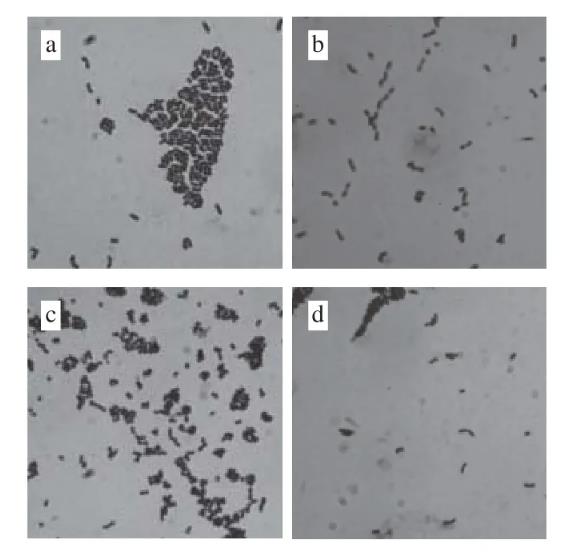 適用于低鹽發(fā)酵香腸葡萄球菌與乳酸菌生長特性及產酸能力測定及篩選（三）